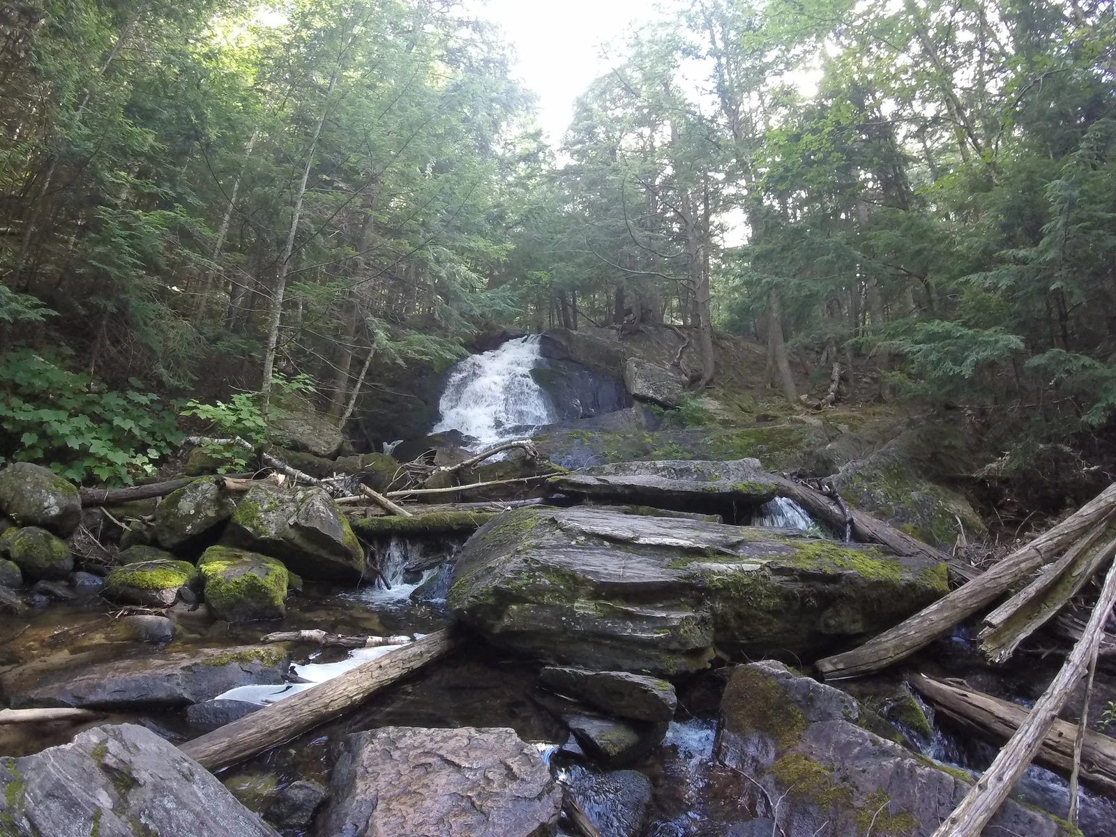 Alder Falls cascading through a green forested ravine with mossy rocks and rushing water.