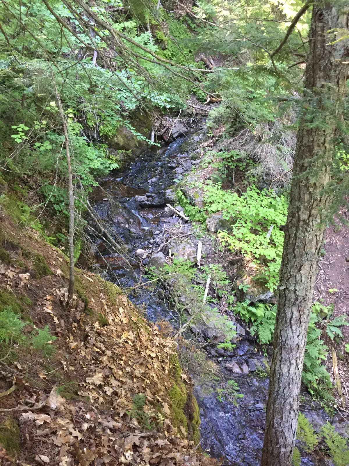 Eister Falls flowing as a small trickle through dense forest along the Gratiot Mountain trail.