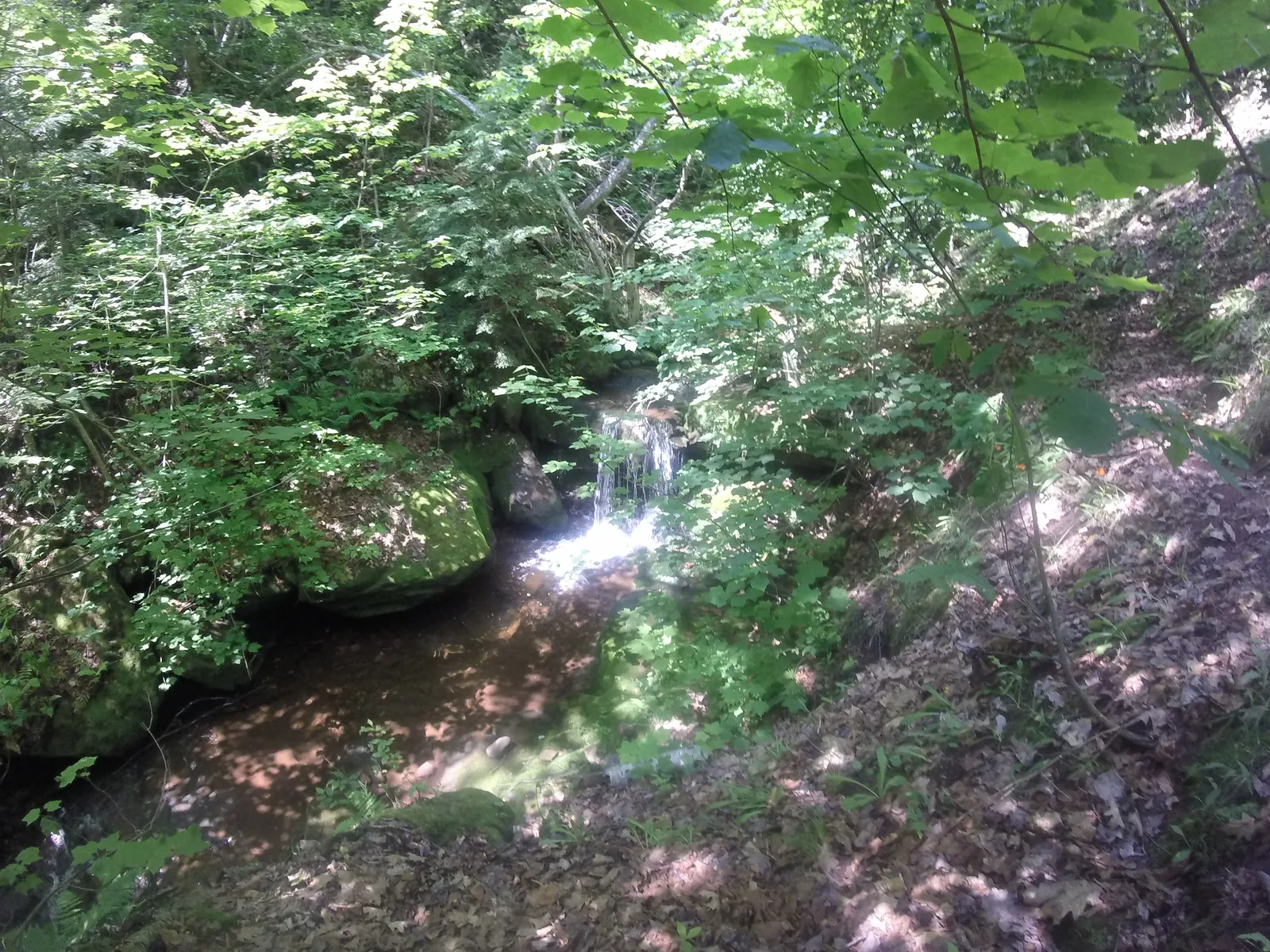 Quincy Falls — a small drop on Quincy Creek partly hidden by dense summer foliage.