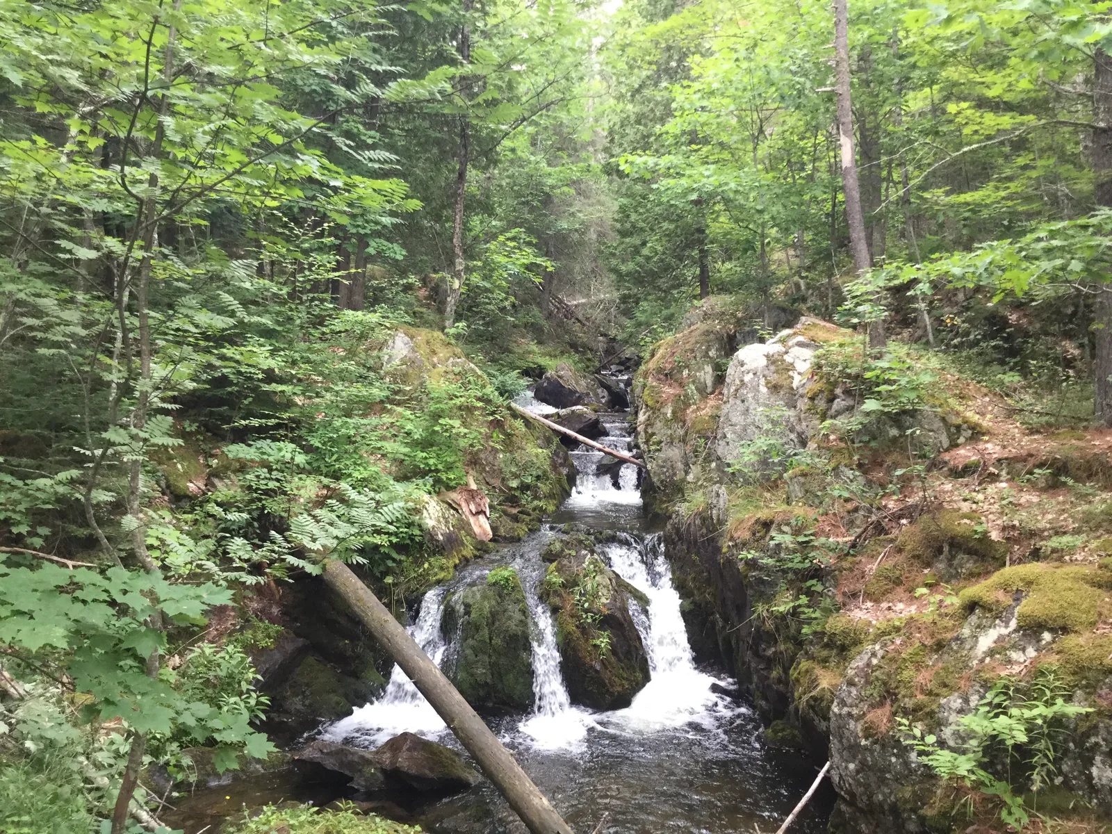 Reany Falls cascading through a series of mossy boulder drops in a lush green forest.